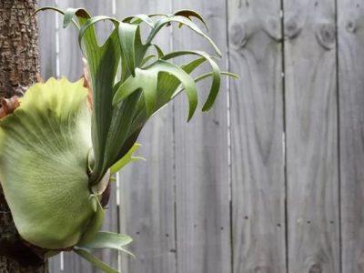 Platycerium-bifurcatum-flower (1)